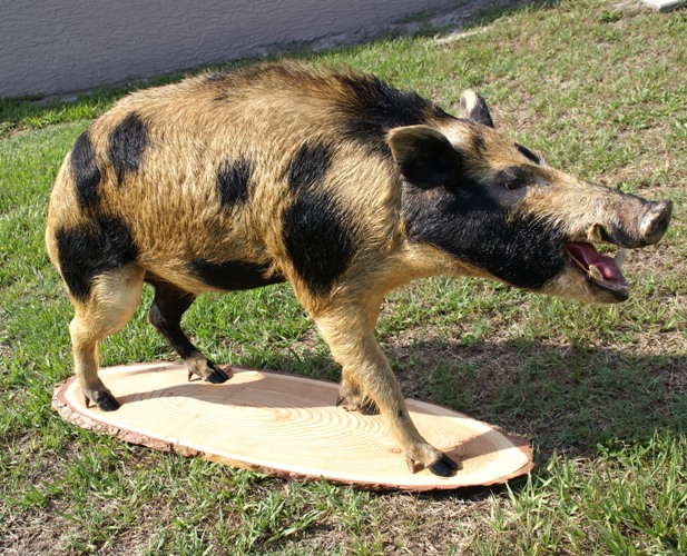 Wild Boar Taxidermy Mounts For Sale, Whitetail Deer Taxidermy Mounts